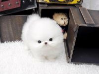 A DONNER CHIOT POMERANIEN TEACUP BLANC