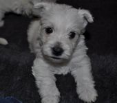 Chiots Westie Terrier