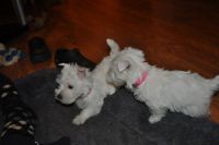 Chiots Westie Terrier