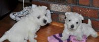 Chiots Westie Terrier