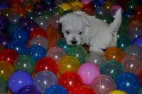 Chiots Westie Terrier