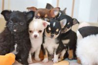Donne Magnifique Chiot Chihuahua