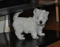 Chiots Westie Terrier