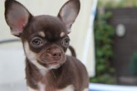 Donne Magnifique Chiot Chihuahua