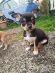 Donne Magnifique Chiot Chihuahua