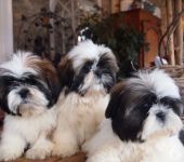 CHIOTS SHIH TZU INSCRITS AU LOF