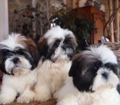 CHIOTS SHIH TZU INSCRITS AU LOF