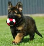 Chiots Berger Allemand