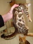chatons mle et femelle bengal LOOF