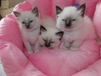 Trois magnifiques chatons Sacr de Birmanie sont n