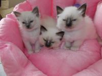 Chatons Sacr de Birmanie  Donner