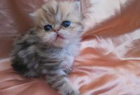 Magnifique Chatons Persan A Donner