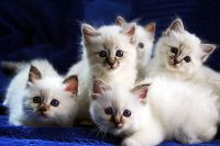 Chatons Sacr de Birmanie  Donner