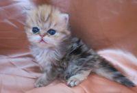 Adorable Chatons Persan A Donner