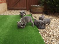 A donner 5 chiots staffordshire bull terrier
