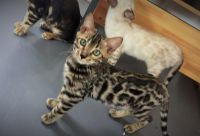 Adorable Chatons Bengal A Donner