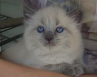 Chatons Sacr de Birmanie  Donner