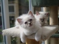 Chatons Sacr de Birmanie  Donner