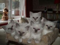 Chatons Sacr de Birmanie  Donner