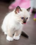 Chatons Sacr de Birmanie  Donner