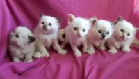 Chatons Sacr de Birmanie  Donner