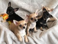 SUPERBES CHIOTS CHIHUAHUA