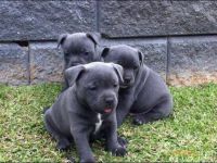 Donne Chiots staffordshire bull terrier