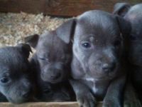 A donner 4 chiots staffordshire bull terrier