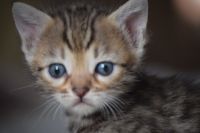 Magnifique Chatons Bengal A Donner