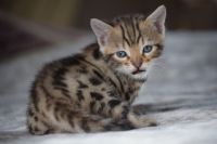 Beaux  Chantons Bengal A Donner