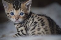 Adorable Chatons Bengal A Donner