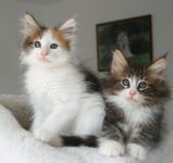 Magnifique chaton tricolore et tigre