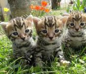 Adorable Chatons Bengal A Donner