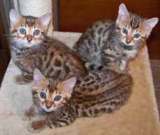 Magnifique Chatons Bengal A Donner