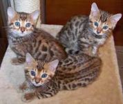 Adorable Chatons Bengal A Donner