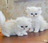 Adorable Chatons Persan A Donner