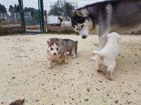 siberian huskys a rserver ,chiots