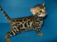 Magnifique Chatons Bengal A Donner