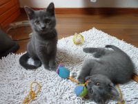 Chatons gris  contre bon soins