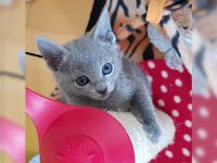 Chatons gris contre bon soins