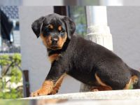 Rottweiler.