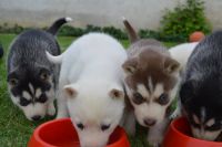 Chiots husky sibrien  yeux bleu pour adoption