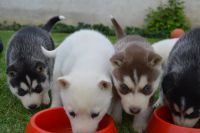 Chiots husky sibérien yeux bleu pour adoption