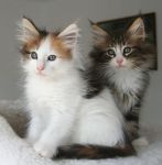 Adorable chatons tricolore et tigre a donner