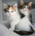 Adorable chatons tricolore et tigre a donner