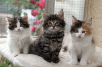 Adorable chatons tricolore et tigre a donner