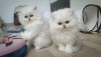 Adorable Chaton Persan A  Donner