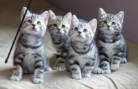 super Chatons British Shorthair (tigre)  Donner