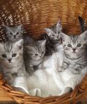 Chatons British Shorthair (tigre)  Donner