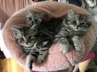 Chatons British Shorthair (tigre)  Donner